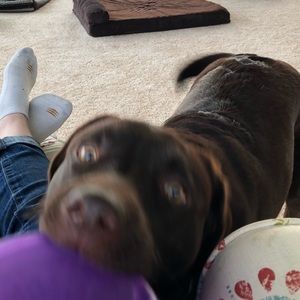 Meet your Posher, Sabra